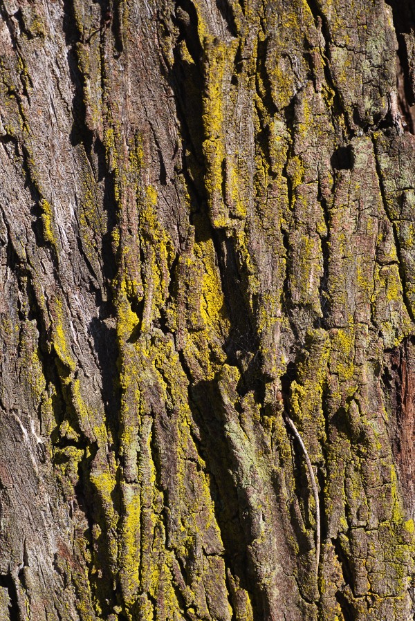 Moss Art Eucalyptus Bark  by Joy Watson